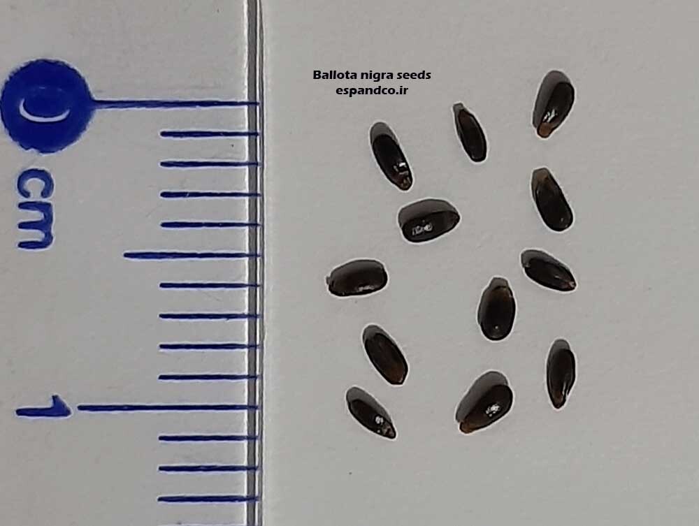 Ballota nigra seeds